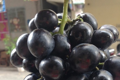 Bán nho đen Trung Quốc nhưng cho khách thử nho Mỹ