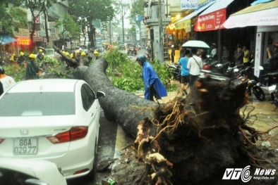 TP. Hồ Chí Minh: Liên tiếp 3 cây cổ thụ đổ đè chết 2 người, 1 người trọng thương