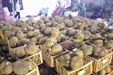 Sử dụng hóa chất làm chín sầu riêng 'siêu tốc' ở Tây Nguyên