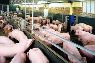 Hãi hùng hóa chất độc hại vẫn tuồn vào trong chăn nuôi