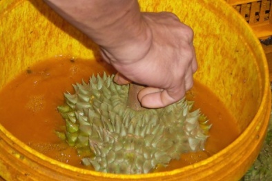 Hóa chất để 'thúc' sầu riêng chín nhanh độc hại đến mức nào?