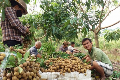 Vỏ nhãn vẫn sáng mà không cần lưu huỳnh