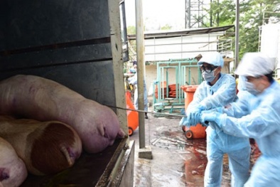 Hàng loạt doanh nghiệp dùng thuốc nhuộm vải sản xuất thức ăn chăn nuôi