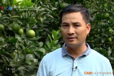 Nông dân 'hóa' tỷ phú - thu nhập 5 tỷ/năm nhờ trồng cam Cao Phong