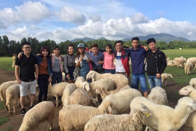 Giới trẻ hào hứng 'check in' cánh đồng cừu ở Vũng Tàu 