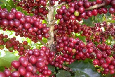 Kỹ thuật trồng cà phê cho năng suất chất lượng cao