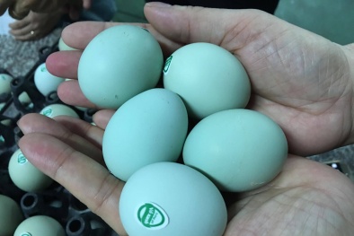 Hà Nội xuất hiện loại trứng gà xanh 'siêu lạ', mỗi ngày bán 10.000 quả
