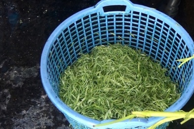 Hóa chất ngâm rau muống độc hại như thế nào?