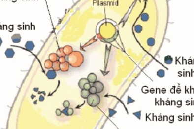 Cảnh báo tình trạng kháng kháng sinh nghiêm trọng ở Việt Nam