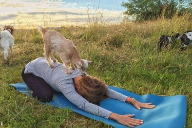 Kỳ lạ với trang trại tập yoga với dê 