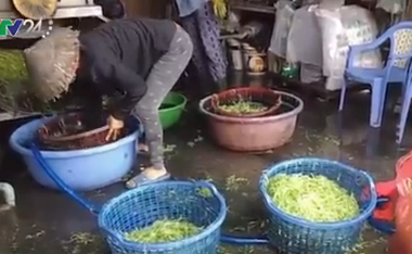 Ăn rau muống chẻ ngâm tẩm hóa chất nguy hiểm khôn lường