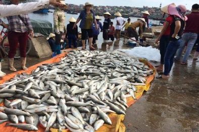 Thanh Hóa: 50 tấn cá chết ở vịnh đảo Ngọc do thủy triều đỏ