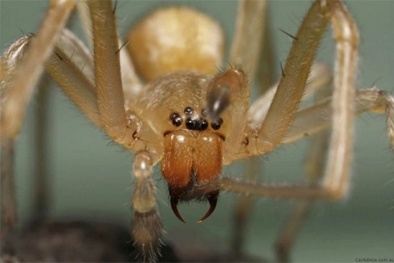 10 loài nhện độc đáng sợ nhất thế giới