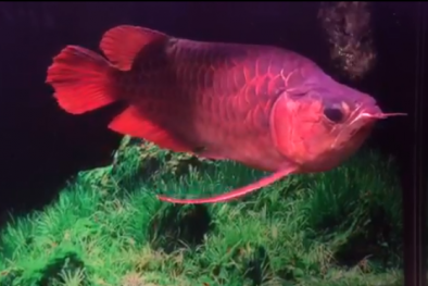 Tận mục xem cá lóc 'độc' 120 triệu/con, cá cảnh tỷ đồng của đại gia Việt