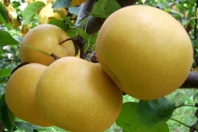 Ham lê Hàn thơm ngon, nhà giàu dính quả lừa lê Trung Quốc