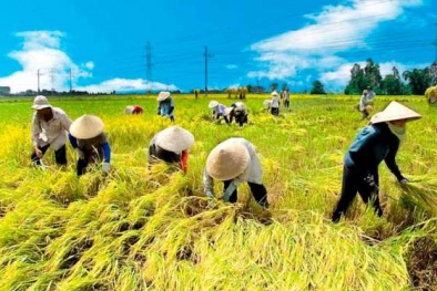 Viện lúa ĐB sông Cửu Long được FIRST tài trợ 3,1 triệu USD 