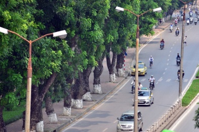 Hà Nội mất đi hàng xà cừ trăm tuổi trên đường Kim Mã