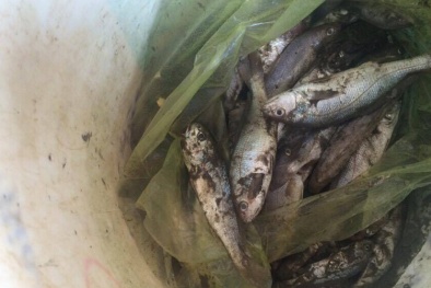 Nghệ An: Cá chết hàng loạt ở Diễn Châu, chưa rõ nguyên nhân
