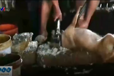 Kinh hãi bơm nước bẩn ... tăng cân cho chó trước khi cho ra cửa hàng