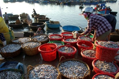 Các loại hải sản ở tầng nổi tại 4 tỉnh miền Trung đảm bảo an toàn
