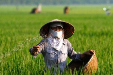 Khuyến khích sử dụng giống lúa mới 'Made in Viet Nam'