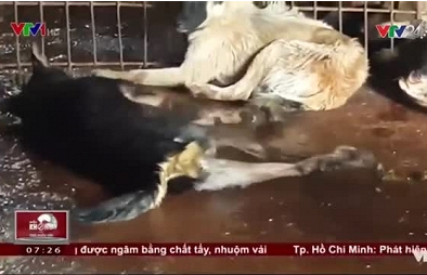Kinh hoàng cảnh chó có dấu hiệu ốm bệnh nằm giãy giụa trong lò giết mổ siêu bẩn