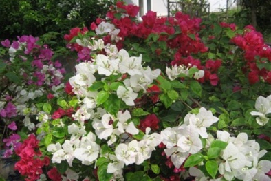 Kỹ thuật trồng hoa giấy nhiều màu: Làm gì để đúng cách?