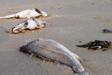 Tin tức mới nhất về chất lượng hải sản 4 tỉnh miền Trung