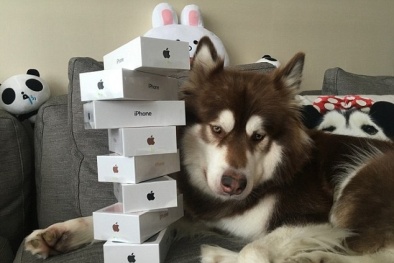 Choáng dàn 8 iPhone 7 đình đám thiếu gia giàu nhất Trung Quốc mua cho chó cưng