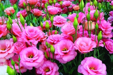 Kỹ thuật trồng và chăm sóc hoa cát tường