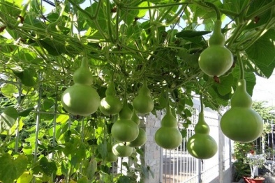 Cách trồng bầu hồ lô: Làm sao để quả sai lúc lỉu?