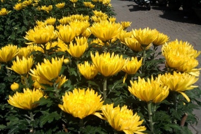 Kỹ thuật trồng hoa cúc pha lê: Làm sao để nở hoa đúng tết?