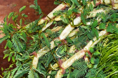 Kỹ thuật trồng cây có khả năng chịu ngập úng