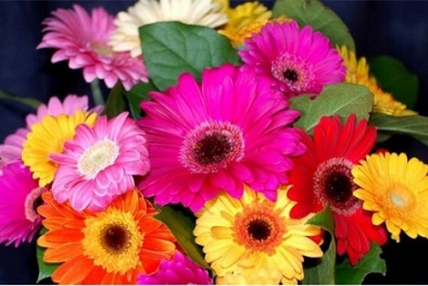 Kỹ thuật trồng hoa đồng tiền: Nên chọn giống hoa Đà Lạt