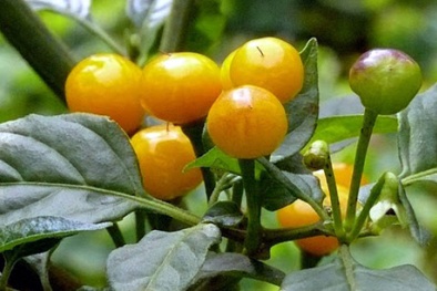 Kỳ lạ giống ớt hiếm có giá hơn 500 triệu đồng/kg