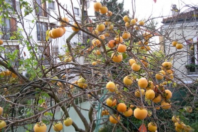 Những địa điểm trồng hồng giòn nhiều nhất nước ta