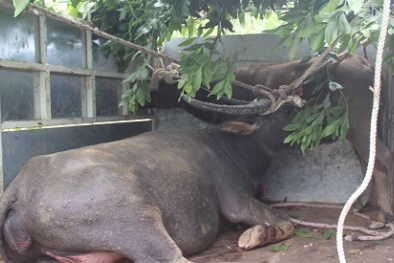 Quảng Trị: Truy bắt đàn trâu hoang dã tấn công người, 2 tháng chưa thành
