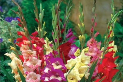 Kỹ thuật trồng hoa lay ơn: Chủ động nguồn nước để hoa nở như ý muốn