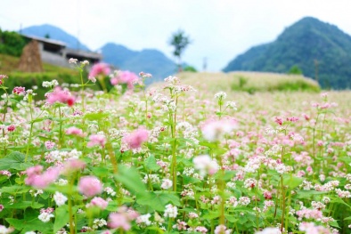 Đẹp say lòng mùa hoa tam giác mạch ở Hà Giang