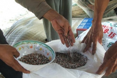 Phân bón giả, kém chất lượng: Cần làm gì để lập lại trật tự?