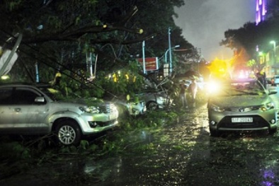 TP. Hồ Chí Minh: Mưa lớn, nhiều cây xanh bật gốc đè bẹp 7 xế hộp