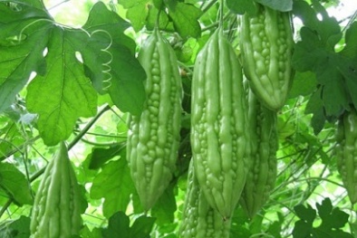 Kỹ thuật trồng và chăm sóc mướp đắng ra nhiều quả