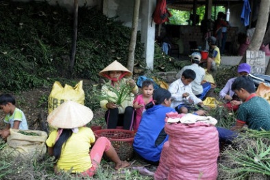 Bản tin tiêu dùng 1/10: Ồ ạt hái cau non bán cho thương lái Trung Quốc