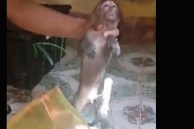 CSGT 'giải cứu' 8 con khỉ bị bắt đi xe khách trên QL1A