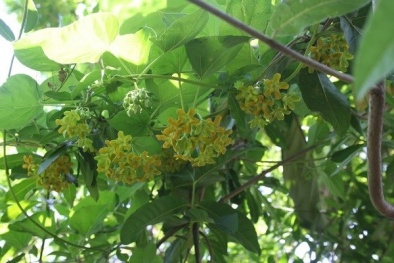 Kỹ thuật trồng và chăm sóc hoa Thiên lý để không bị sâu bệnh