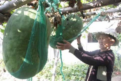 Ngôi làng trồng bí đao kỳ lạ nặng nửa tạ ở Việt Nam