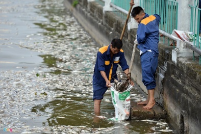 7 biện pháp cấp bách khắc phục sự cố cá chết trắng ở hồ Tây