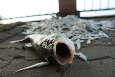 Cá chết hàng loạt ở hồ Tây: Nguyên nhân ban đầu được hé lộ