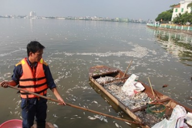 Hồ Tây cá chết trắng bốc mùi hôi thối nồng nặc