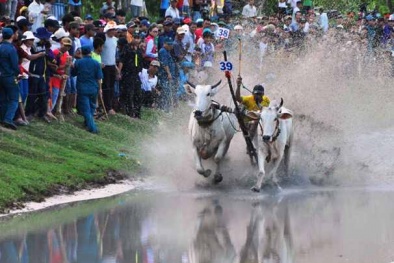 Sôi động Lễ hội đua bò Bảy Núi An Giang
